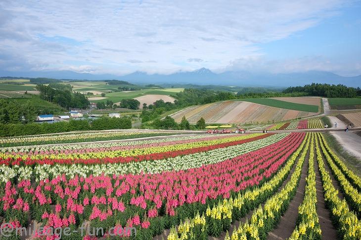 6月末の旭川 美瑛旅行 少し早めのお花畑を堪能 格安で旭川旅行をするコツも紹介 いつかは夢のミリオン マイラー